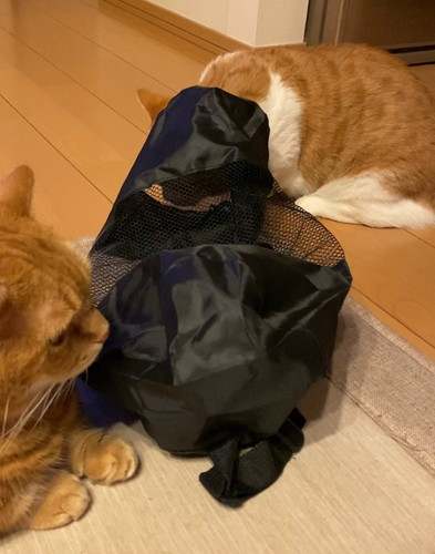 「入れないにゃ」