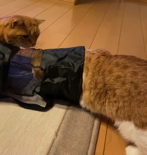 「入れないにゃ」