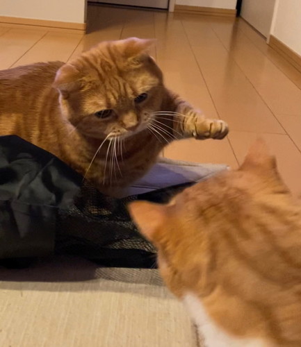 「入れないにゃ」