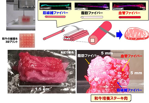 「和牛肉の筋・脂肪・血管の線維組織ファイバーを3Dプリント」　新技術で和牛培養ステーキ肉のサシ再現に期待