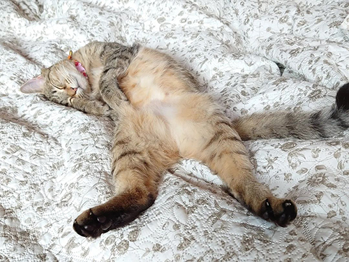 猫の癒やしあんこちゃん