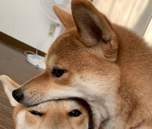 柴犬　ぱくりっ ひまりちゃん はると君 6柴