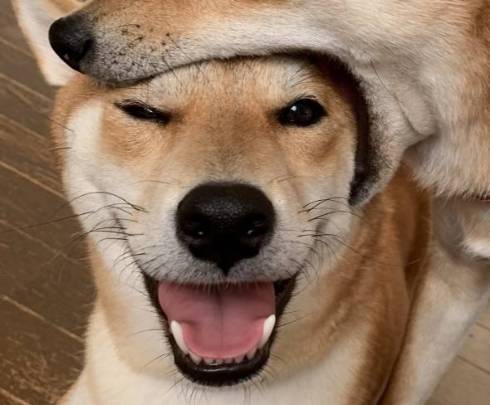 柴犬　ぱくりっ ひまりちゃん はると君 6柴