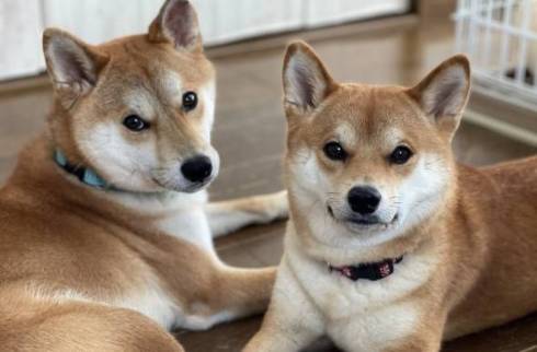 柴犬　ぱくりっ ひまりちゃん はると君 6柴