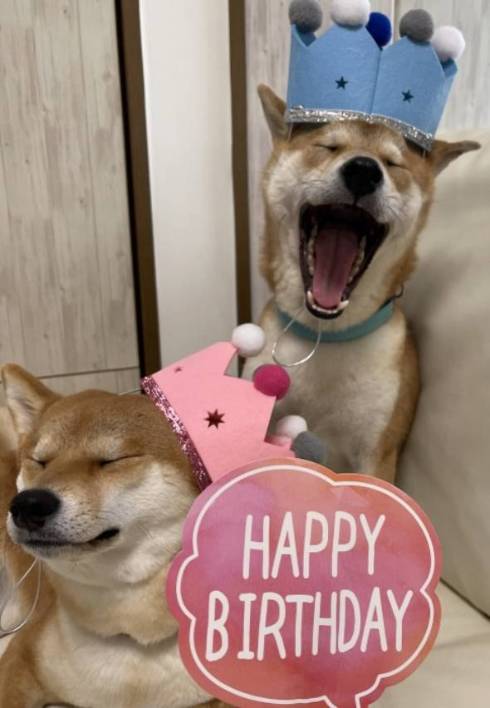 柴犬　ぱくりっ ひまりちゃん はると君 6柴