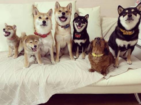 柴犬　ぱくりっ ひまりちゃん はると君 6柴