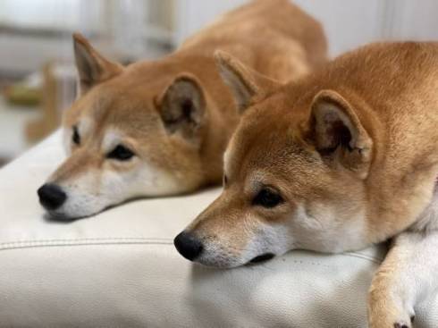 柴犬　ぱくりっ ひまりちゃん はると君 6柴