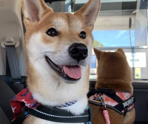 柴犬　ぱくりっ ひまりちゃん はると君 6柴