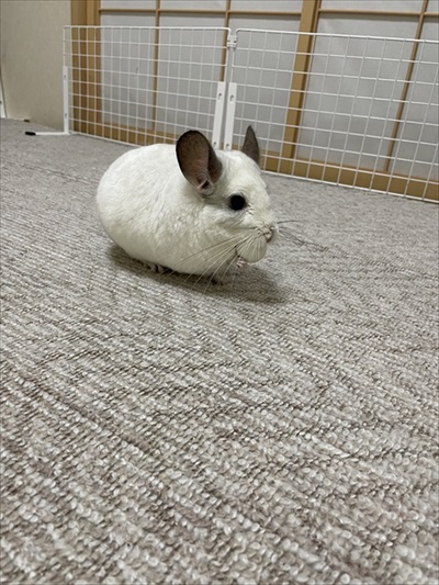 チンチラの存在を知った保健所の人の反応