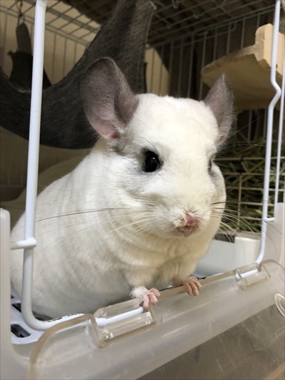 チンチラの存在を知った保健所の人の反応