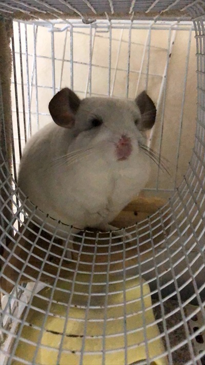 チンチラの存在を知った保健所の人の反応