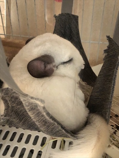 チンチラの存在を知った保健所の人の反応