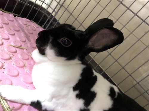 チンチラの存在を知った保健所の人の反応