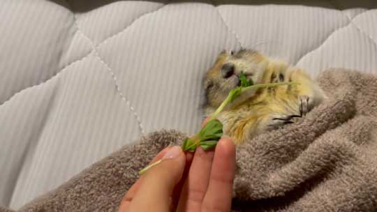 リチャードソンジリス 寝ながら 豆苗 食べる