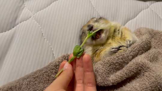 リチャードソンジリス 寝ながら 豆苗 食べる