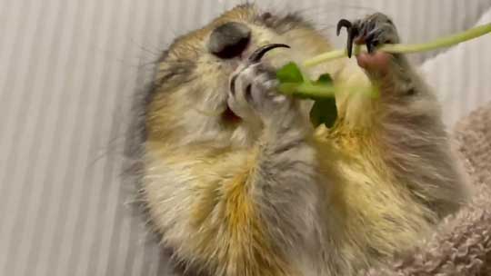 リチャードソンジリス 寝ながら 豆苗 食べる