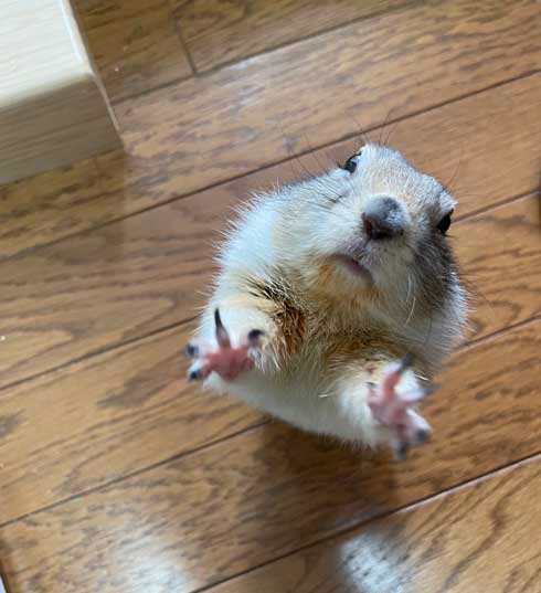 リチャードソンジリス 寝ながら 豆苗 食べる