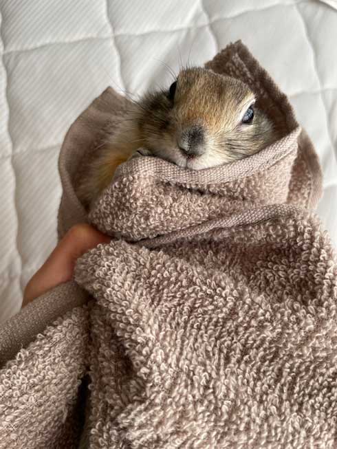 リチャードソンジリス 寝ながら 豆苗 食べる