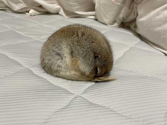 リチャードソンジリス 寝ながら 豆苗 食べる