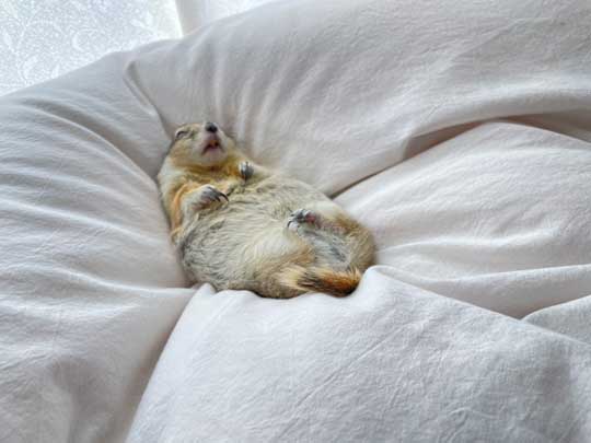 リチャードソンジリス 寝ながら 豆苗 食べる