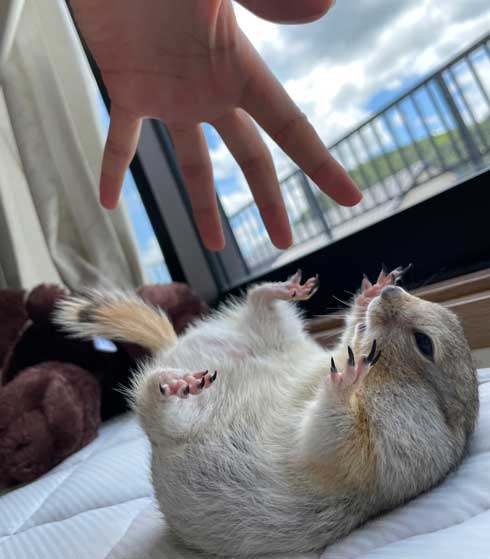 リチャードソンジリス 寝ながら 豆苗 食べる