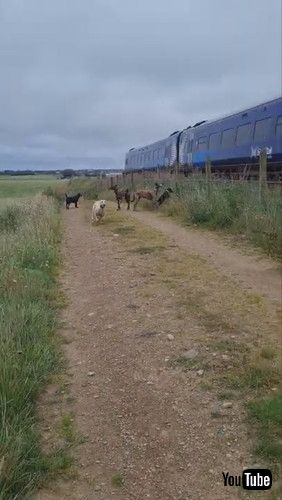 「Silly Sabre Does His Best To Match Train's Speed || ViralHog」