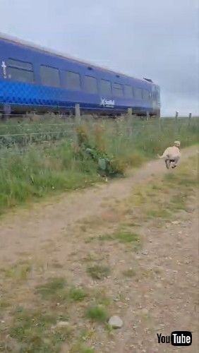 「Silly Sabre Does His Best To Match Train's Speed || ViralHog」