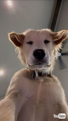 Stares At Selfie Camera