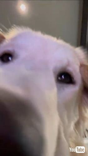 Stares At Selfie Camera