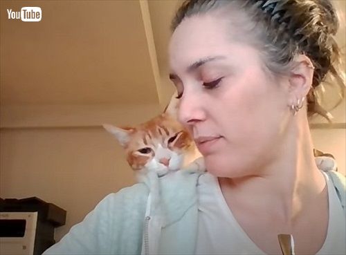 PCをのぞきこむ猫ちゃん