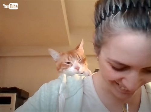 PCをのぞきこむ猫ちゃん