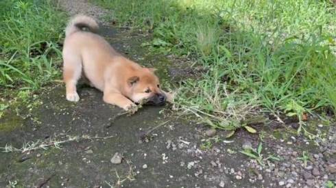 柴の子犬 山陰柴犬 豊哲也さん