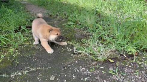 柴の子犬 山陰柴犬 豊哲也さん