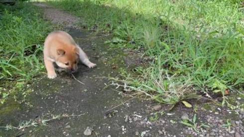 柴の子犬 山陰柴犬 豊哲也さん
