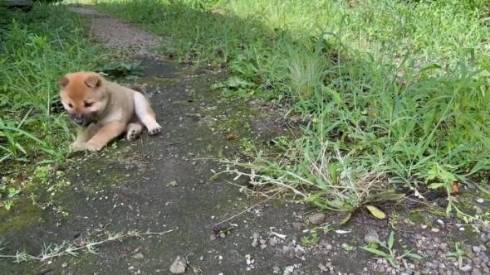 柴の子犬 山陰柴犬 豊哲也さん