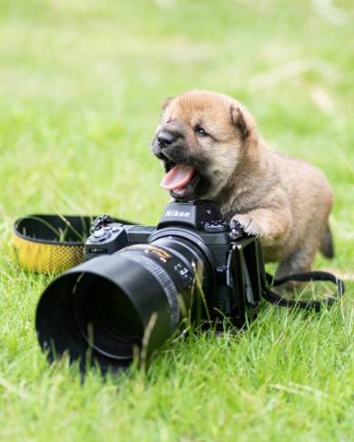 柴の子犬 山陰柴犬 豊哲也さん