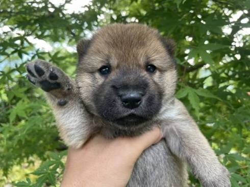 柴の子犬 山陰柴犬 豊哲也さん