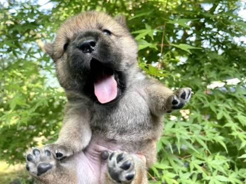 柴の子犬 山陰柴犬 豊哲也さん