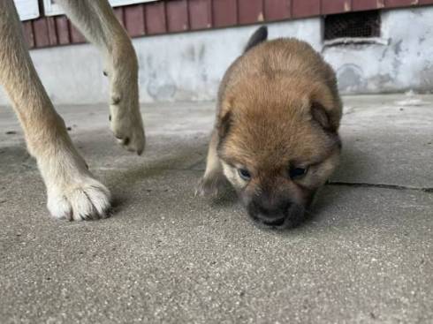 柴の子犬 山陰柴犬 豊哲也さん