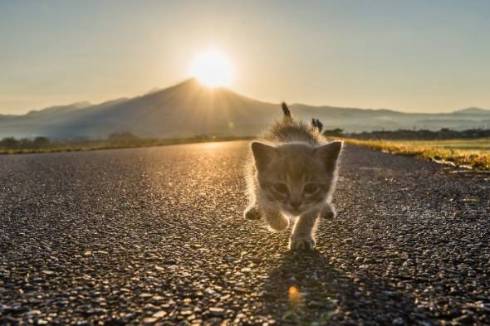 柴の子犬 山陰柴犬 豊哲也さん