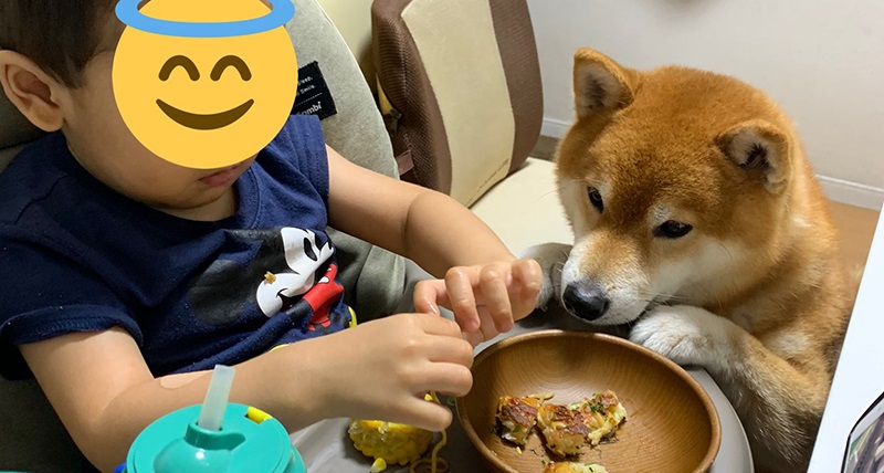 柴犬「これなめたら、怒る……？」　お好み焼きが気になりすぎて、ぐいぐい迫っちゃうワンコの表情がかわいい | ねとらぼ
