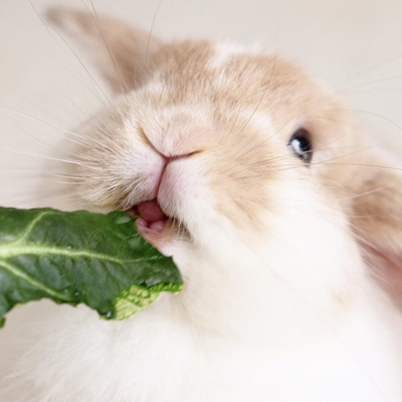 コマツナチャイちゃん