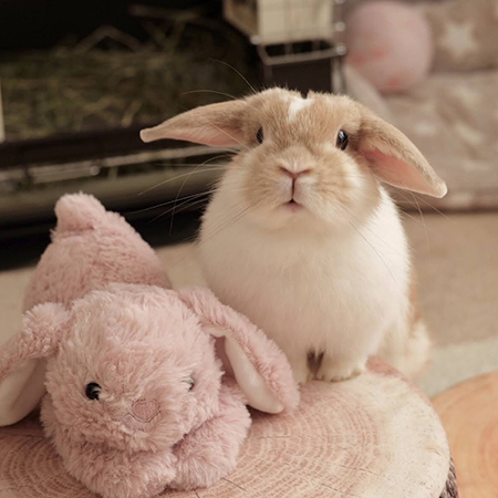 ぬいぐるみとチャイちゃん