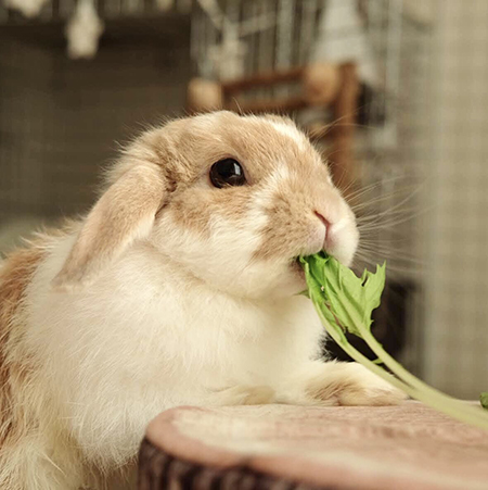 水菜とチャイちゃん