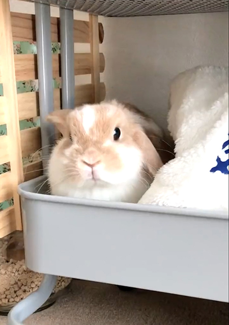 かわいいチャイちゃん