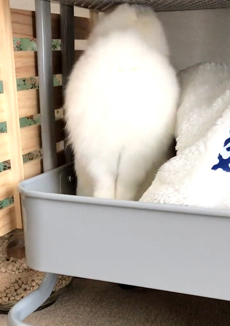 立ち上がるチャイちゃん