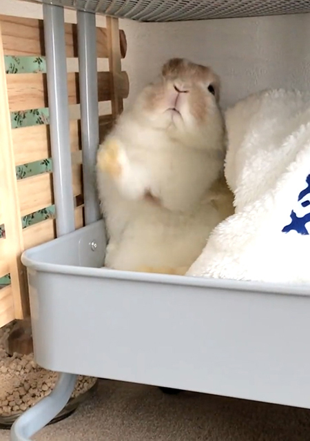 起き上がろうとするチャイちゃん