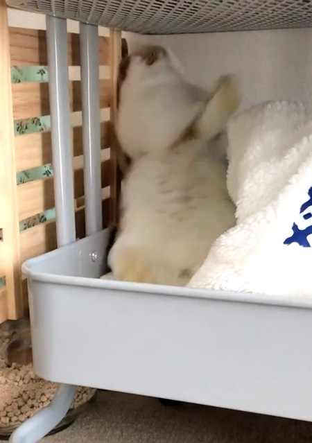 ずっこけちゃったチャイちゃん