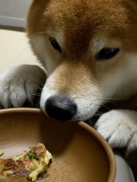 こたろうくんさらにアップ