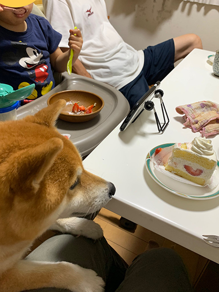 いちごケーキと小太郎くん